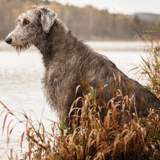 Gray best sale wolf hound